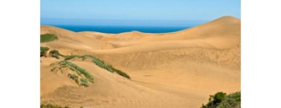 Imagen de Consejo de Monumentos Nacionales participó en seminario sobre Santuario de la Naturaleza Campo Dunar de Concón