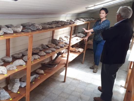 Imagen de CMN y Aduanas clasificaron fósiles y otras especies decomisadas en la Región de Aysén