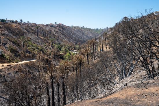 Imagen de Profesionales de la ST CMN realizaron inspección en Santuario de la Naturaleza Palmar El Salto de Viña del Mar