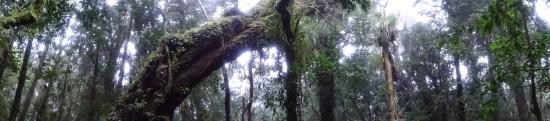 Imagen de CMN aprueba informe técnico favorable para declaratoria como Santuario de la Naturaleza del Bosque Viejo de Huechucuicui, en Ancud