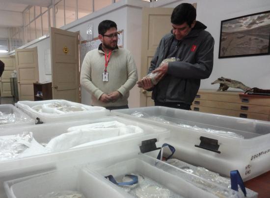 Imagen de Consejo de Monumentos gestiona exitoso traslado del delfín prehistórico Odobenocetops al MNHN