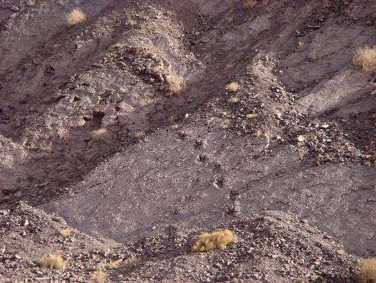 Imagen de Cartografía describe presencia de fósiles con más de 10 millones de años en Arica