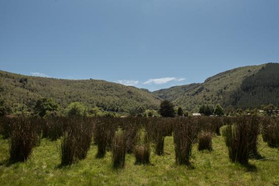 Imagen de Se declara Santuario de la Naturaleza El Natri en la Región del Biobío