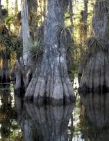 Imagen de Estados Unidos pide reingreso de su Parque Nacional de los Everglades a Lista de Patrimonio Mundial en Peligro