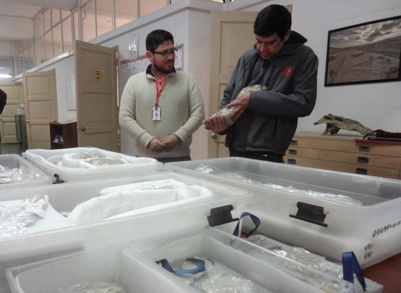 Imagen de Consejo de Monumentos gestiona exitoso traslado del delfín prehistórico Odobenocetops al MNHN