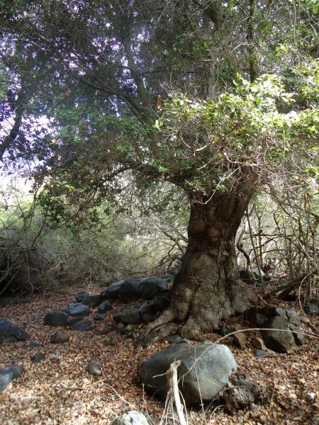 Imagen de Se oficializa la creación del Santuario de la Naturaleza Quebrada Llau llau.