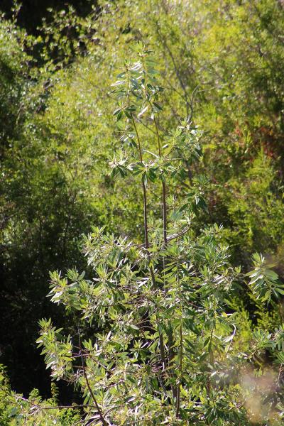 Imagen de Se oficializa la creación del Santuario de la Naturaleza Quebrada Llau llau.