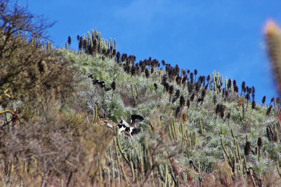 Imagen de Se oficializa la creación del Santuario de la Naturaleza Quebrada Llau llau.