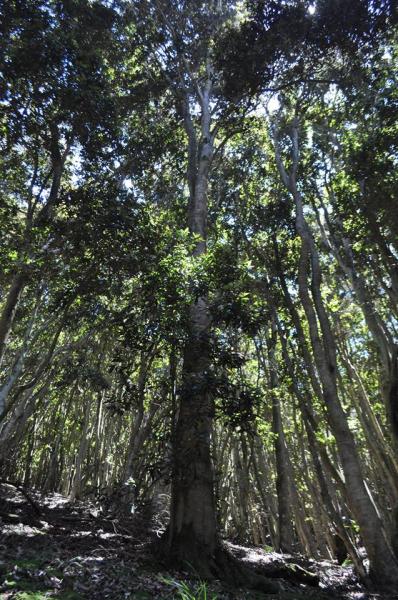 Imagen del monumento Quebrada de Córdova