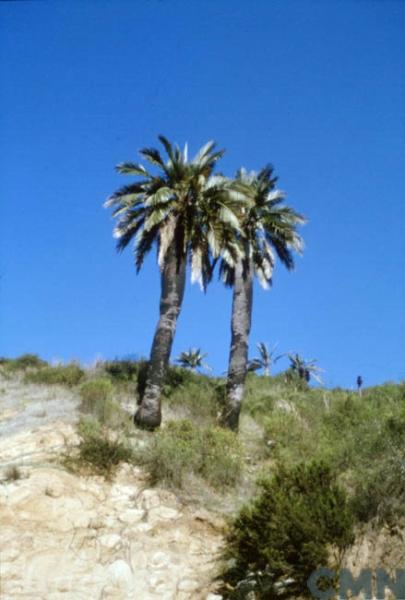 Imagen del monumento Palmar El Salto