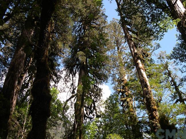 Imagen del monumento Parque Pumalín