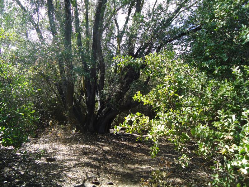 Imagen del monumento Quebrada Llau Llau