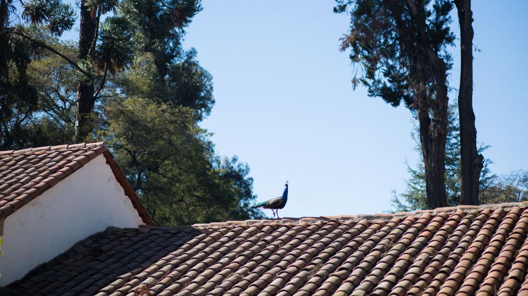 Imagen del monumento Instalaciones agrícolas y Parque de la ex hacienda San Vicente Ferrer