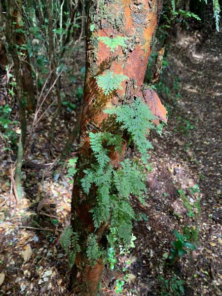 Imagen del monumento Parque Katalapi