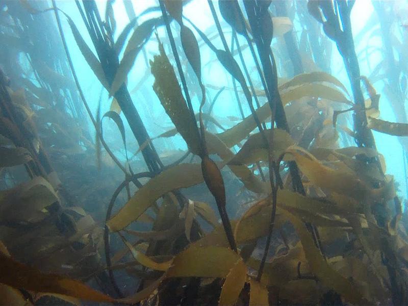 Imagen del monumento Bosque de Calabacillo