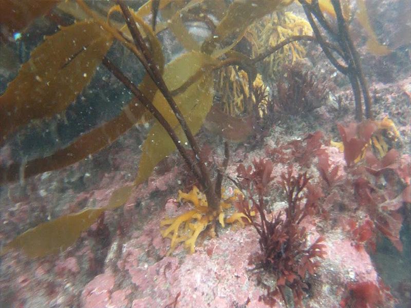 Imagen del monumento Bosque de Calabacillo