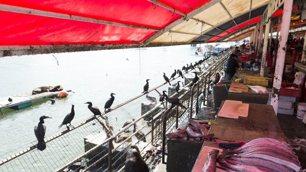 Imagen del monumento Feria fluvial de Valdivia y su entorno