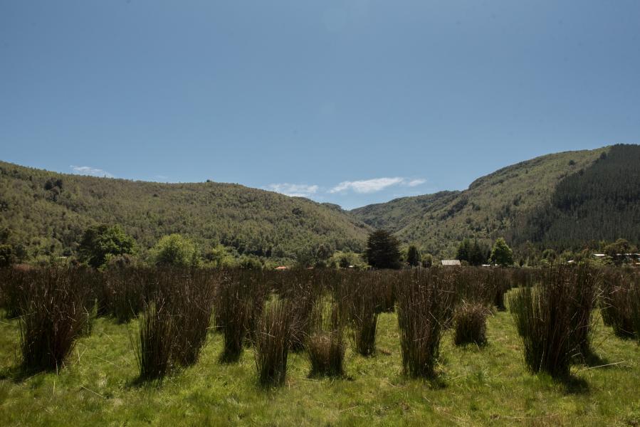 Imagen de Se declara Santuario de la Naturaleza El Natri en la Región del Biobío