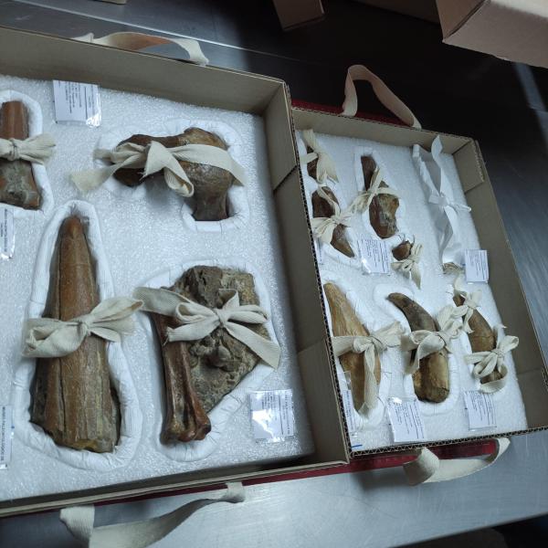 Imagen de Más de 5.800 fósiles de Formación Bahía Inglesa retornan a Caldera