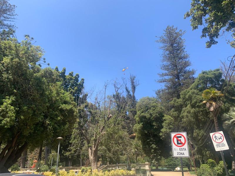 Imagen de Consejo de Monumentos Nacionales evalúa daños al patrimonio natural afectado por incendio en Viña del Mar