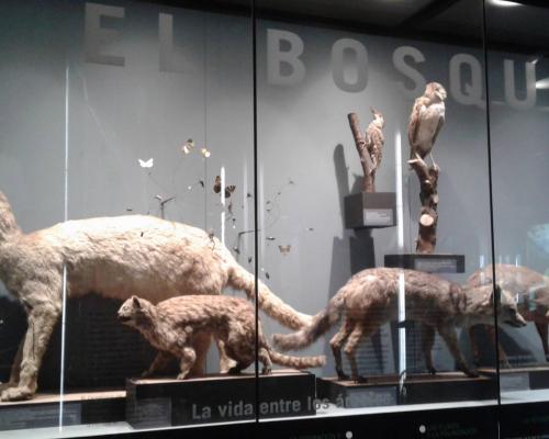 Imagen del monumento Colecciones del Museo de Historia Natural de Concepción, dependiente de la Dirección de Bibliotecas, Archivos y Museos