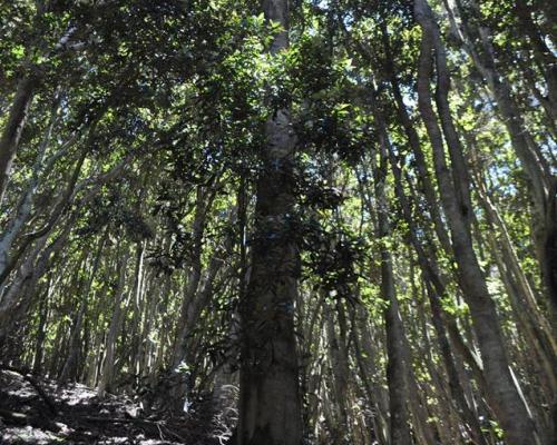 Imagen del monumento Quebrada de Córdova
