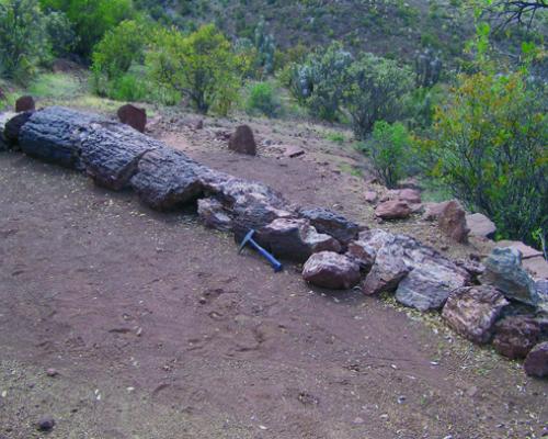 Imagen del monumento Bosque Petrificado y yacimiento de huesos de dinosaurio