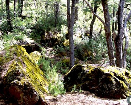 Imagen del monumento Predio denominado Los Huemules del Ñiblinto