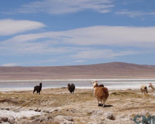 Imagen del monumento Salar de Huasco