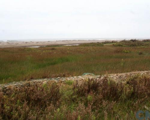 Imagen del monumento Humedal de la desembocadura del río Lluta