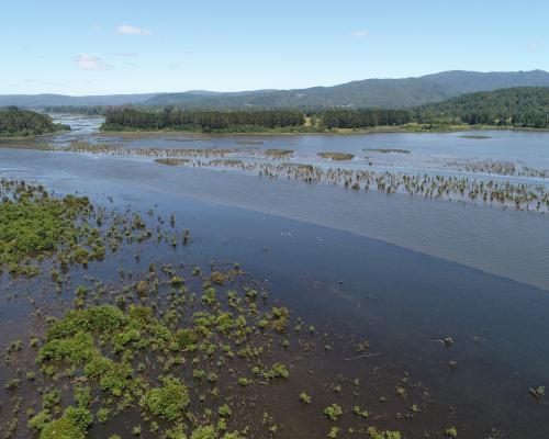 Imagen del monumento Zona húmeda de los alrededores de la ciudad de Valdivia