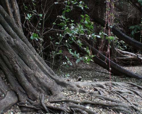 Imagen del monumento Bosque Las Petras de Quintero y su entorno