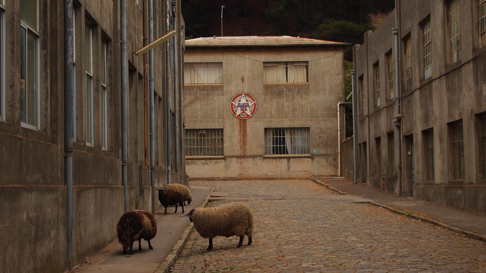 Imagen de Bellavista Tomé