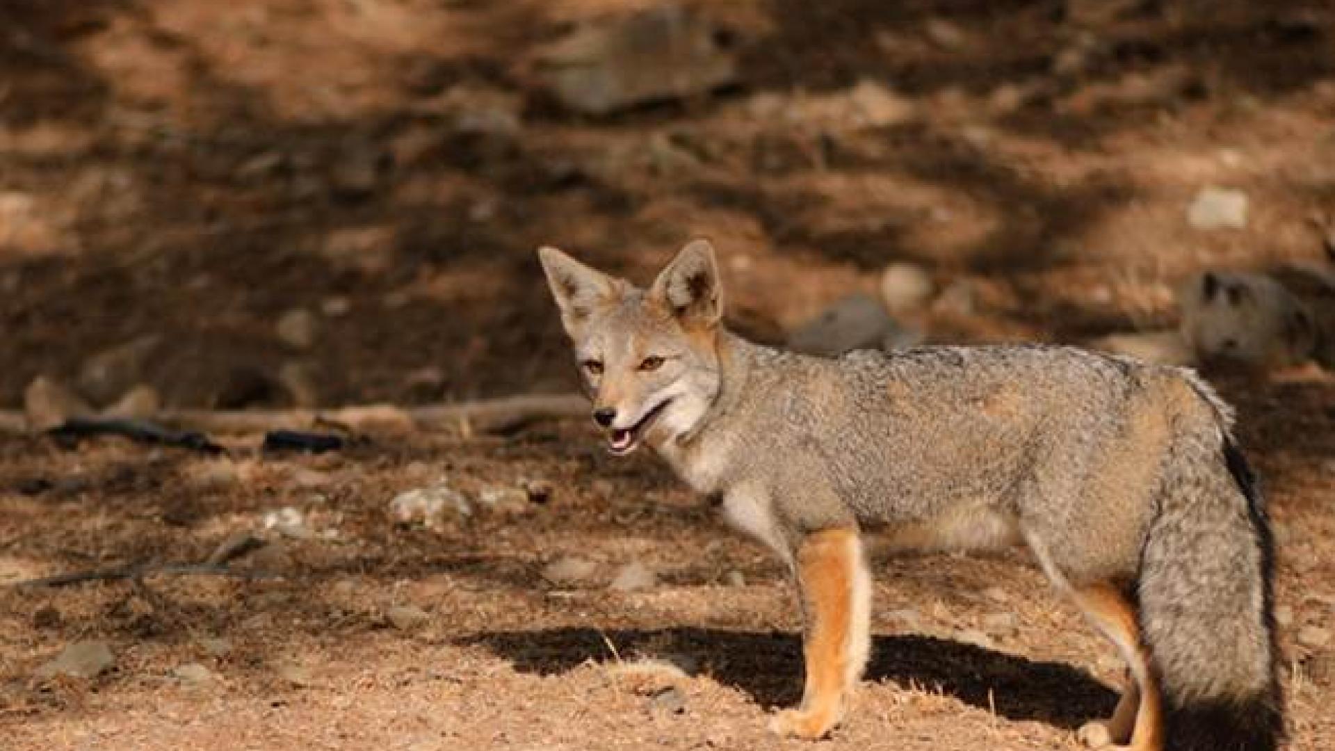 Imagen de CMN recomienda declarar Santuarios de la Naturaleza Quebrada Llau Llau y Área de Palma chilena en Monte Aranda