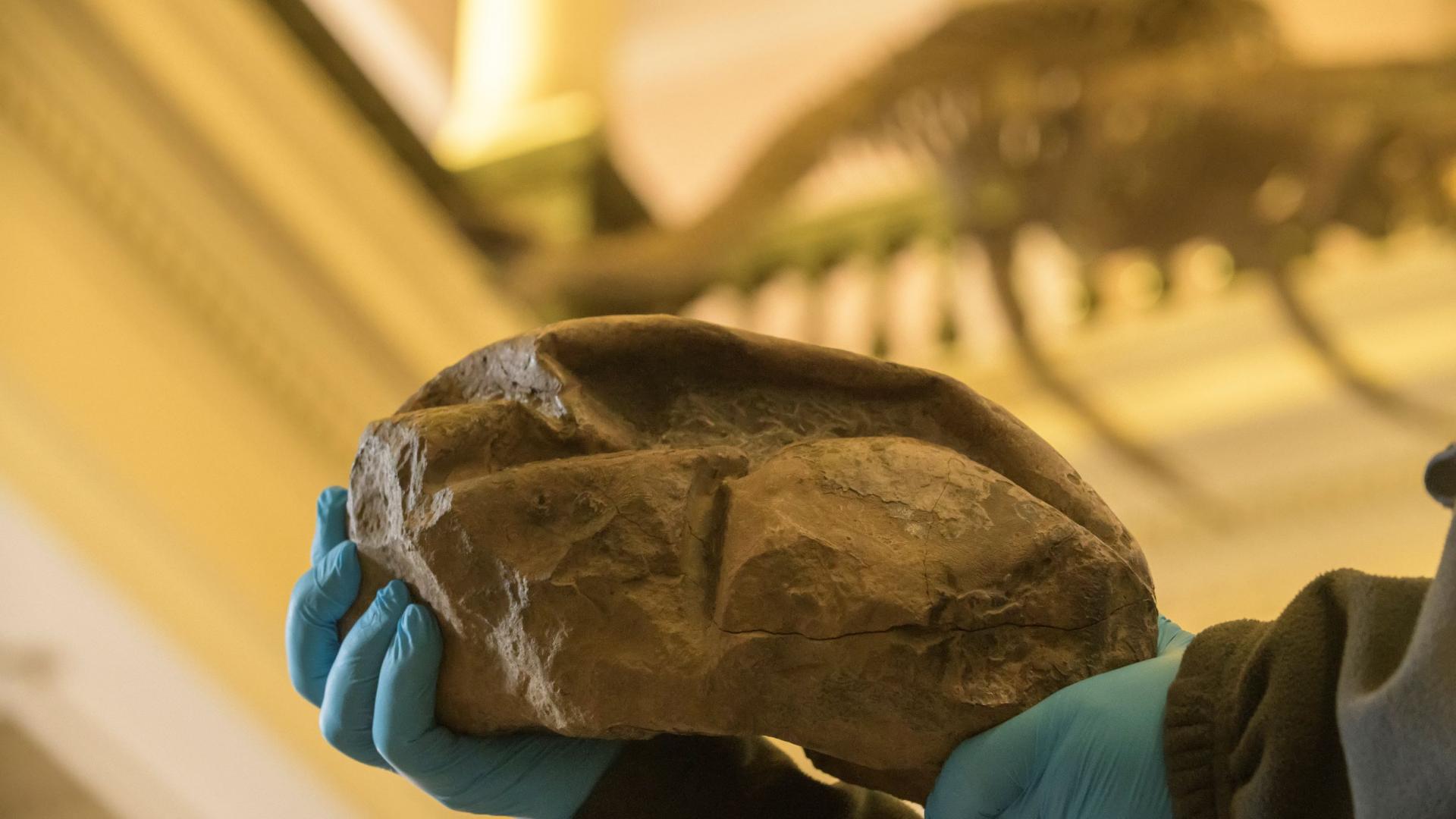 Imagen de Investigador del MNHN forma parte del equipo que encontró huevo gigante de reptil marino