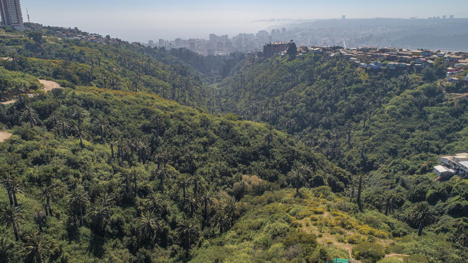 Imagen de Consejo de Monumentos Nacionales evalúa daños al patrimonio natural afectado por incendio en Viña del Mar