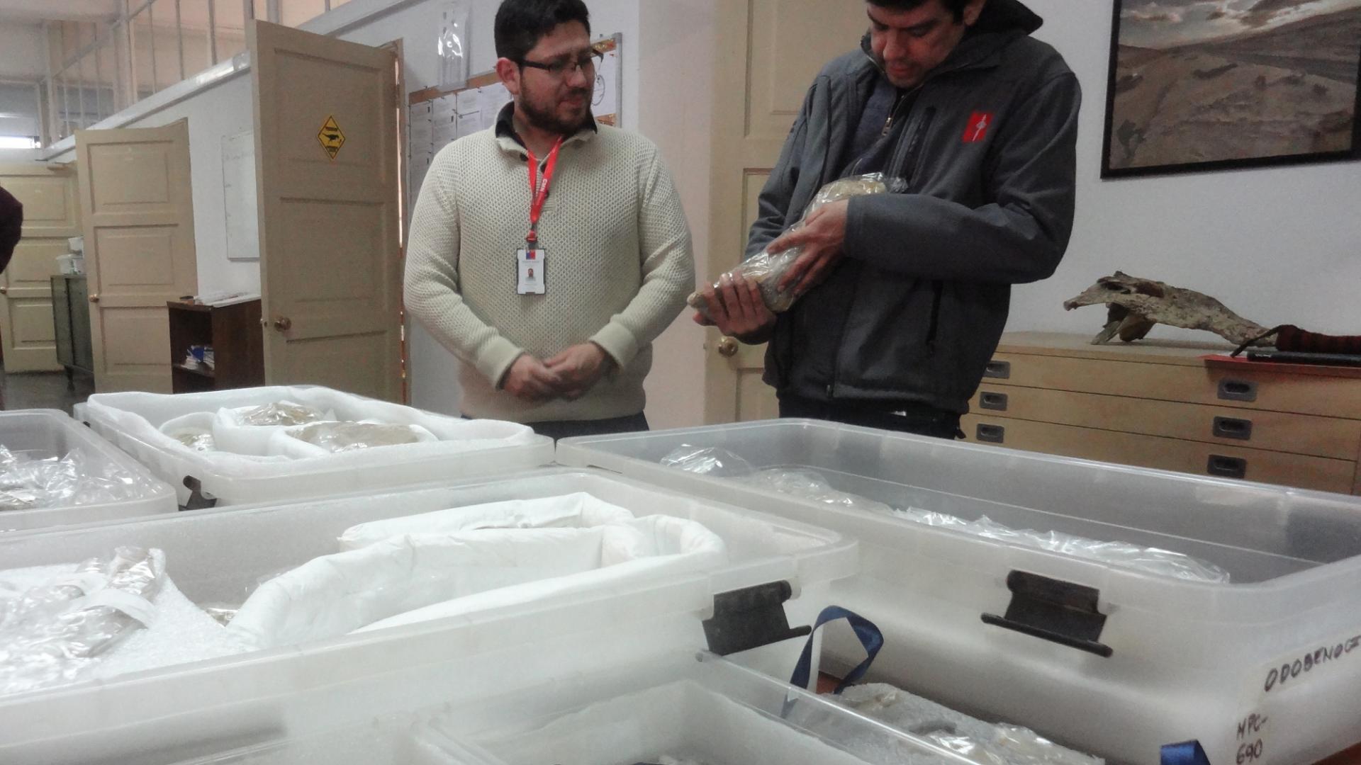 Imagen de Consejo de Monumentos gestiona exitoso traslado del delfín prehistórico Odobenocetops al MNHN