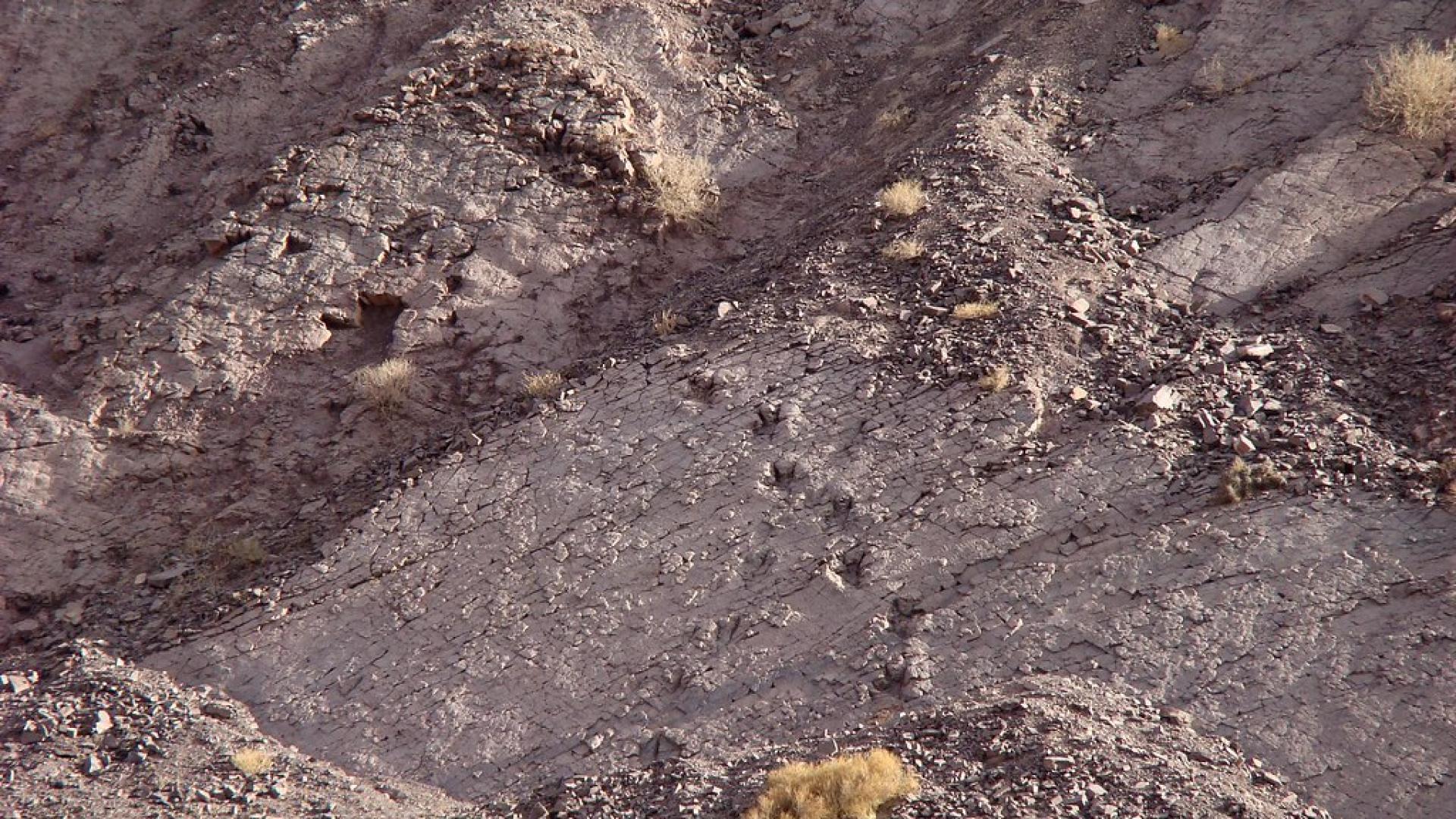 Imagen de Cartografía describe presencia de fósiles con más de 10 millones de años en Arica