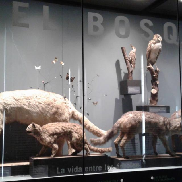 Imagen del monumento Colecciones del Museo de Historia Natural de Concepción, dependiente de la Dirección de Bibliotecas, Archivos y Museos