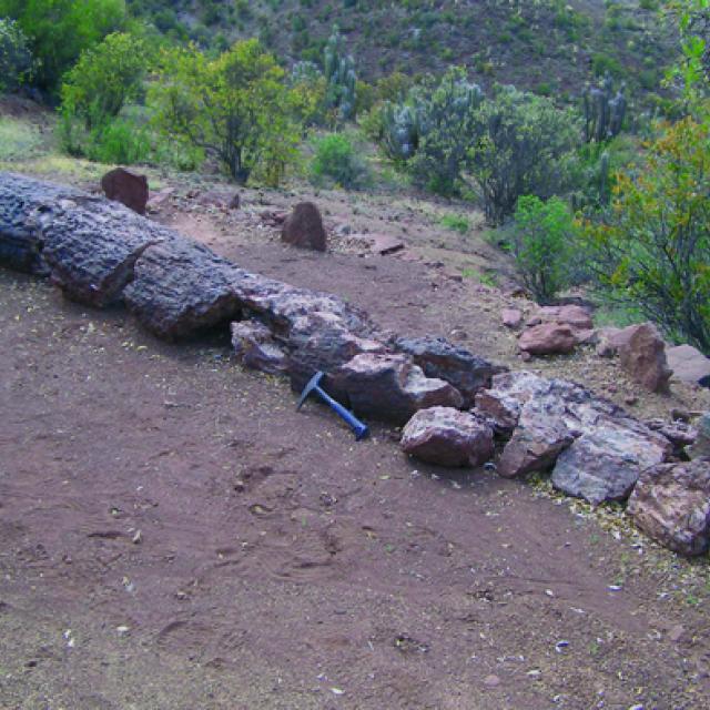 Imagen del monumento Bosque Petrificado y yacimiento de huesos de dinosaurio