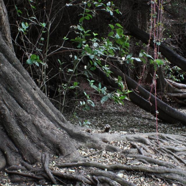 Imagen del monumento Bosque Las Petras de Quintero y su entorno