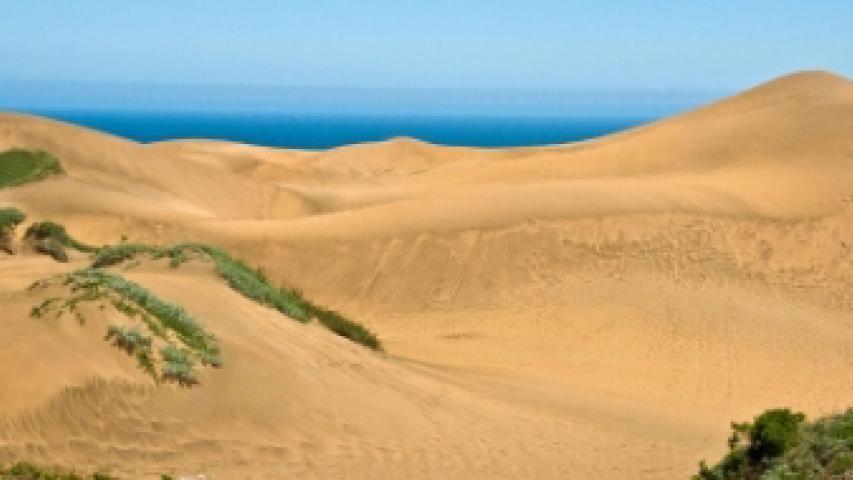 Imagen de Consejo de Monumentos Nacionales participó en seminario sobre Santuario de la Naturaleza Campo Dunar de Concón