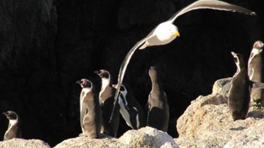 Imagen de CMN trabaja para proteger el Santuario de la Naturaleza Islote Niños Pájaros