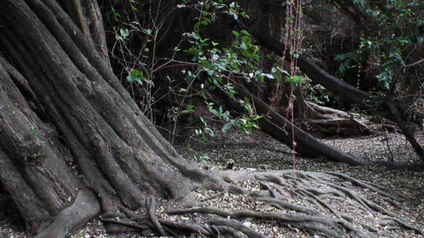 Imagen de Se capacitarán voluntarios y funcionarios públicos para recuperar el Bosque Las Petras de Quintero