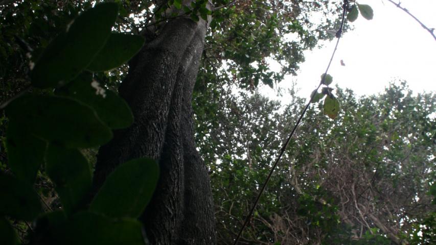 Imagen de Se capacitarán voluntarios y funcionarios públicos para recuperar el Bosque Las Petras de Quintero