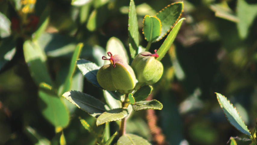 Imagen de CMN invita a 7° Encuentro por Bosque Esclerófilo en San Vicente