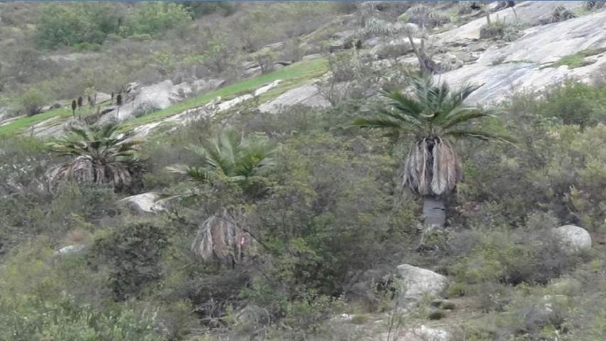 Imagen de CMN recomienda declarar Santuarios de la Naturaleza Quebrada Llau Llau y Área de Palma chilena en Monte Aranda
