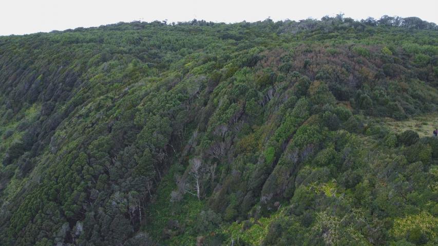 Imagen de CMN aprueba informe técnico favorable para declaratoria como Santuario de la Naturaleza del Bosque Viejo de Huechucuicui, en Ancud