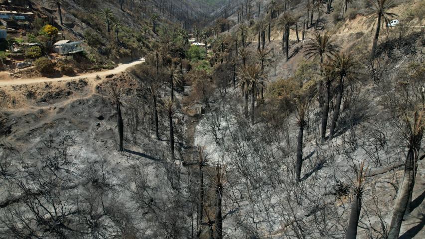 Imagen de Profesionales de la ST CMN realizaron inspección en Santuario de la Naturaleza Palmar El Salto de Viña del Mar