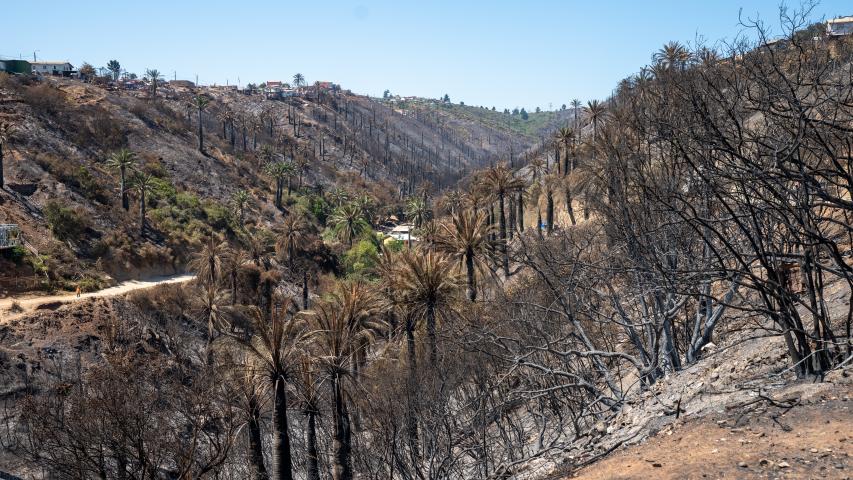 Imagen de Profesionales de la ST CMN realizaron inspección en Santuario de la Naturaleza Palmar El Salto de Viña del Mar